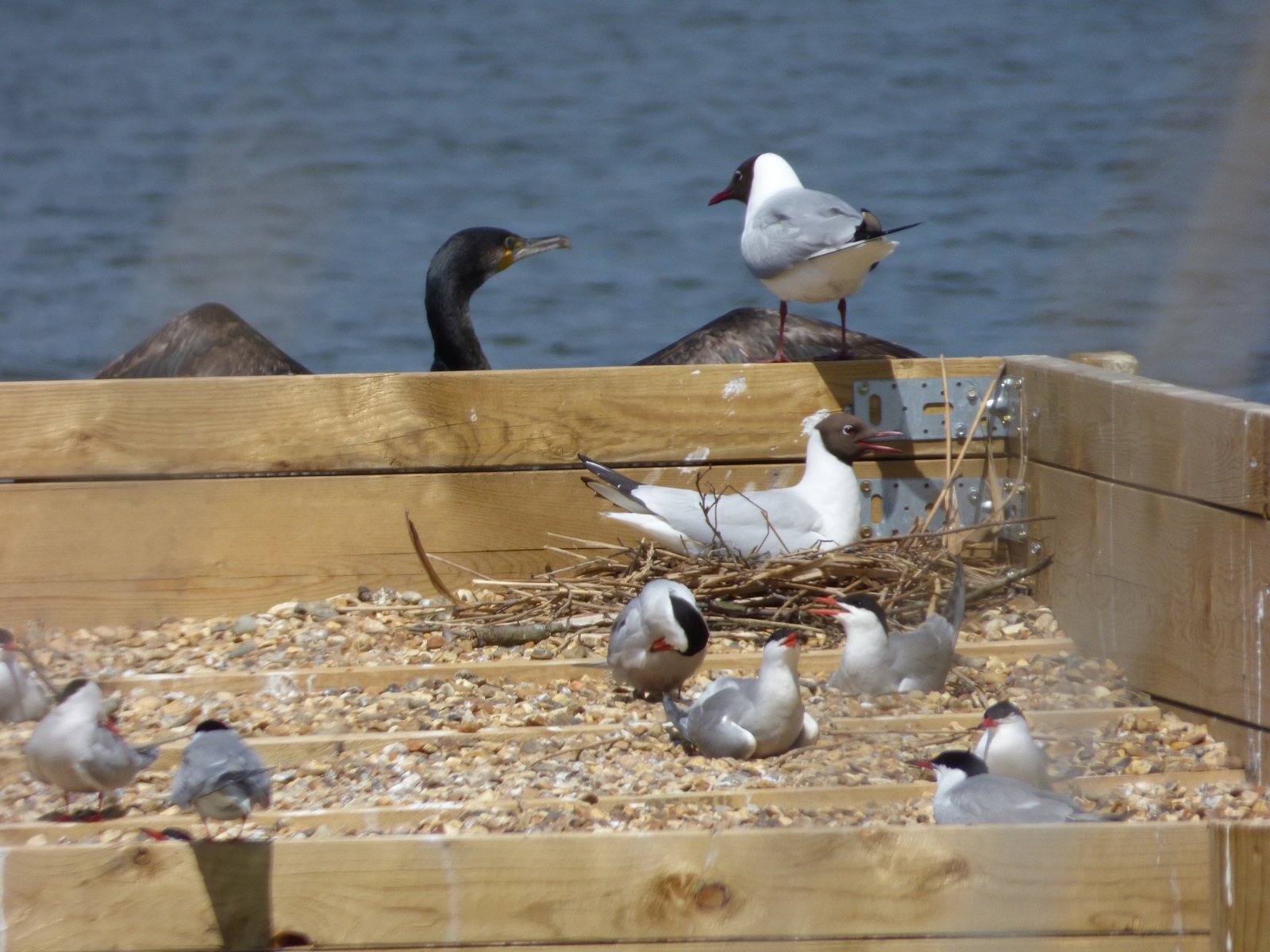 Common terns with black headed gull and cormorants | Broads Tours