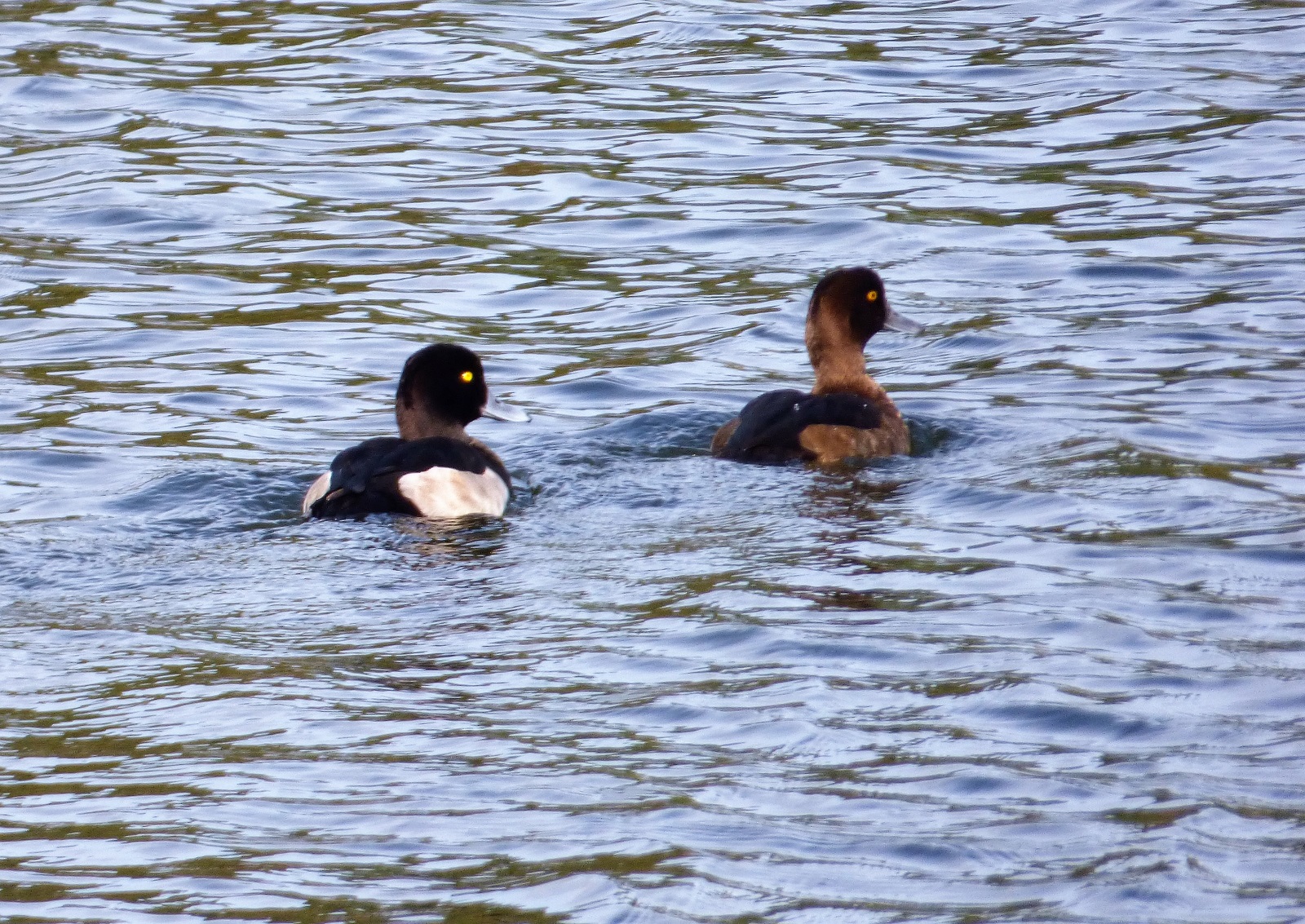 Tufted ducks best pic | Broads Tours